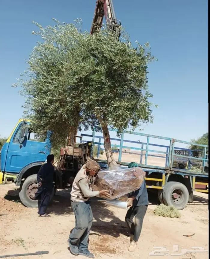 شجر زيتون للبيع معمر وغير معمر 2
