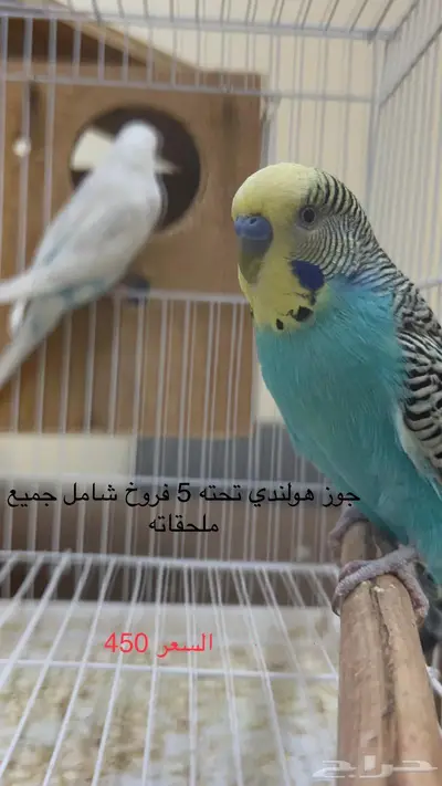 طيور حب اجواز وفرايد طيور زينه انتاج محلي 2