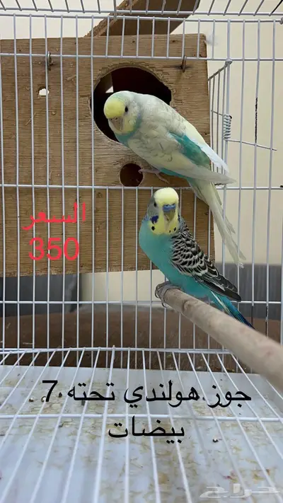 طيور حب اجواز وفرايد طيور زينه انتاج محلي 10