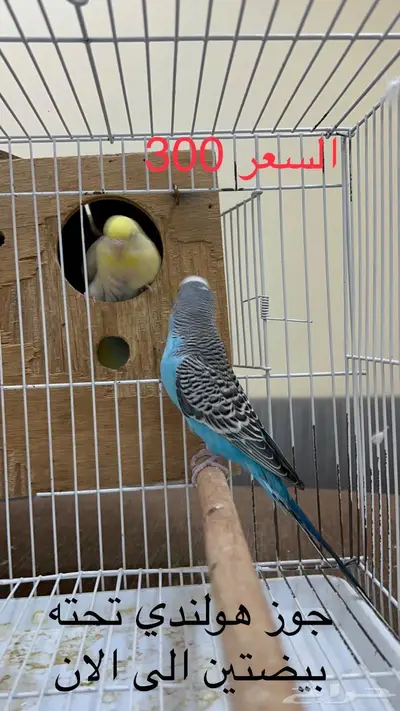 طيور حب اجواز وفرايد طيور زينه انتاج محلي 11