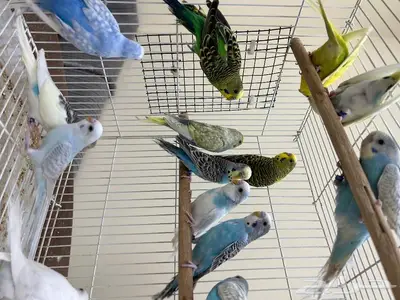 طيور حب اجواز وفرايد طيور زينه انتاج محلي 8