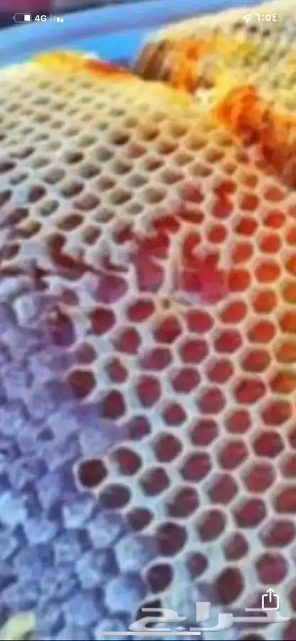 عسل للبيع انواع متعددة وحسب الموسم وحسب طلب الزبون 3