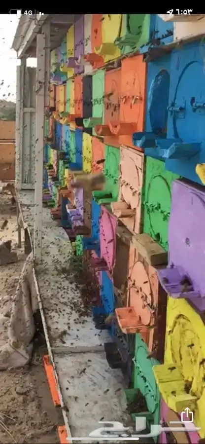 عسل للبيع انواع متعددة وحسب الموسم وحسب طلب الزبون 10