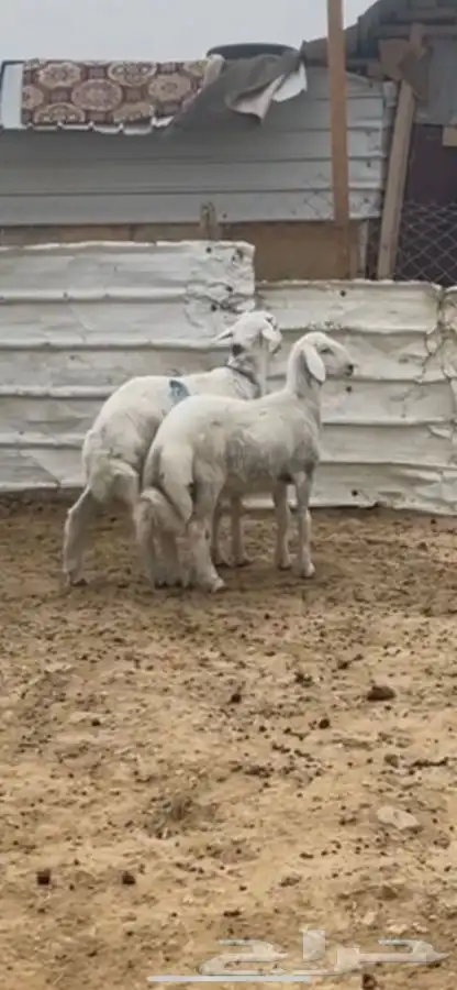 اضاحي للبيع 0