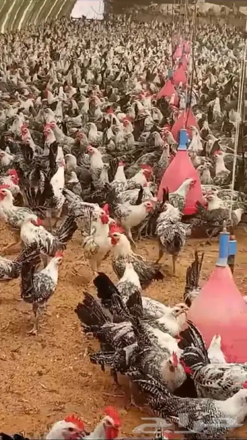 فيومي شبابي بشاير 1
