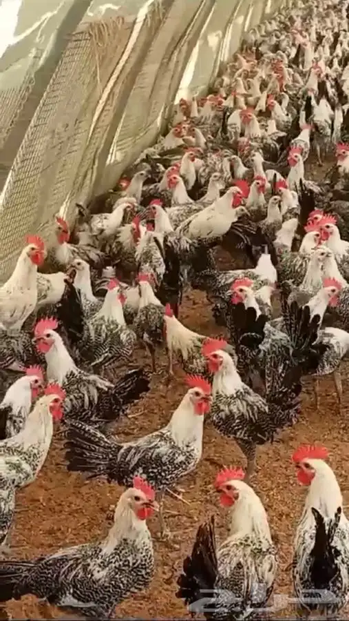 فيومي شبابي بشاير 2