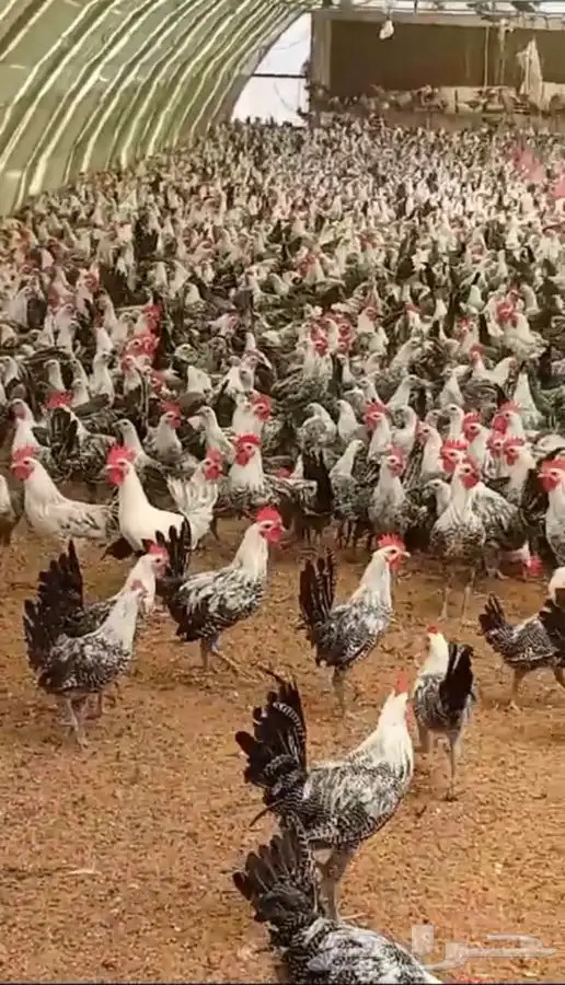 فيومي شبابي بشاير 0