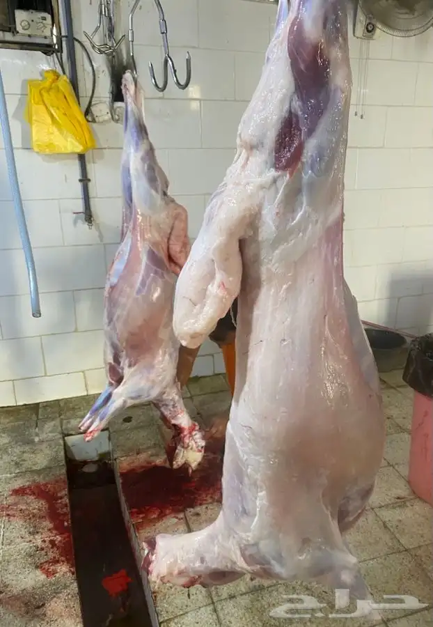 ذبايح حري ذبح توصيل لباب بيتك نضمن الجودة والنظافة 8