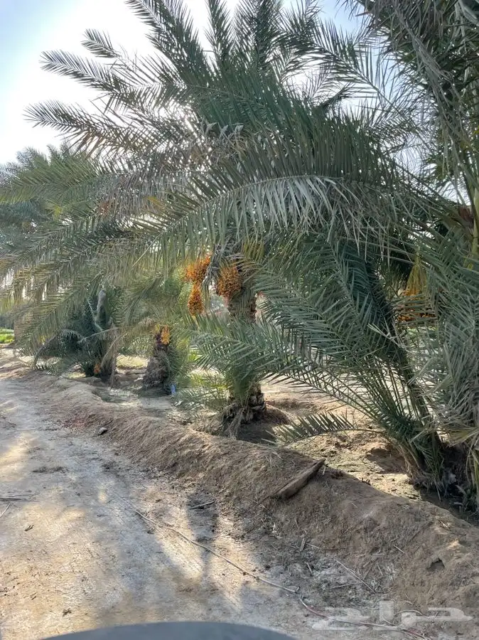للايجار مزارع مساحات متعدده ام الساهك صفوى 4