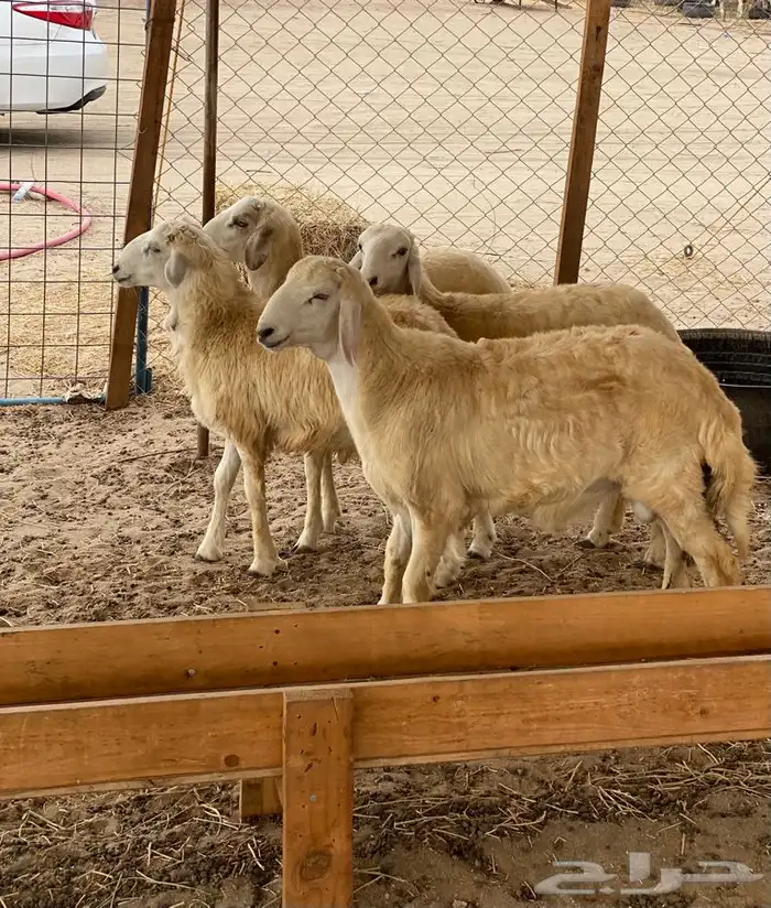 ذبايح حري ذبح توصيل لباب بيتك نضمن الجودة والنظافة 2