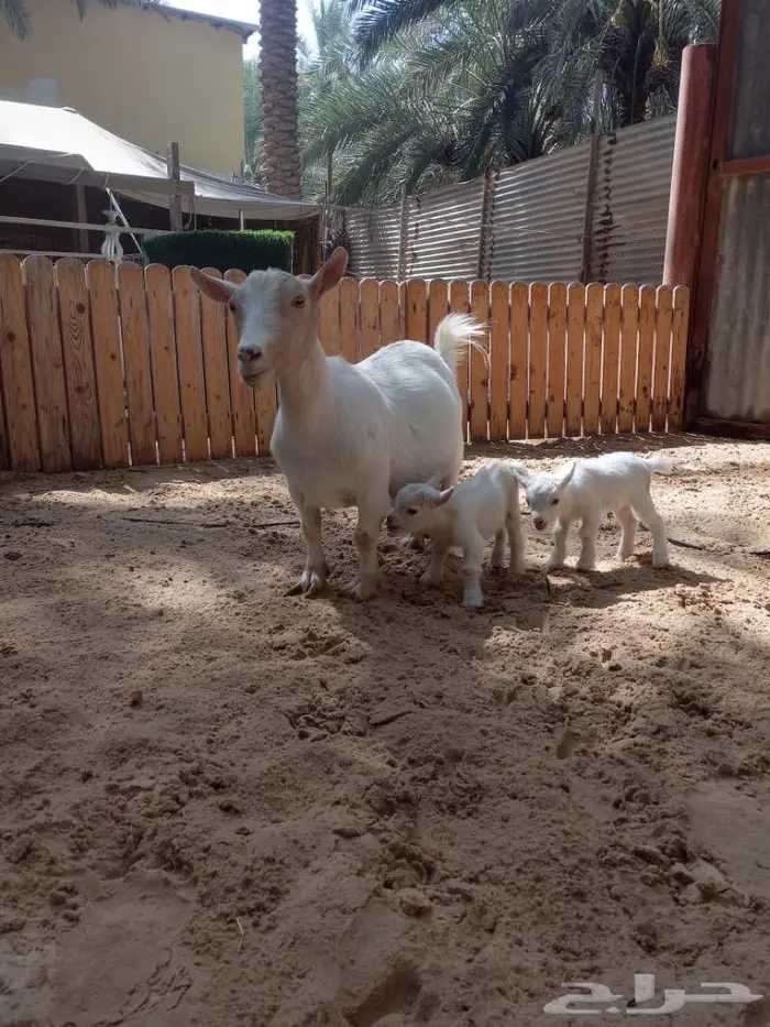 ام انثى الماعز القزم للانتاج امهات دفيع مقاريع على فحل ابيض 15