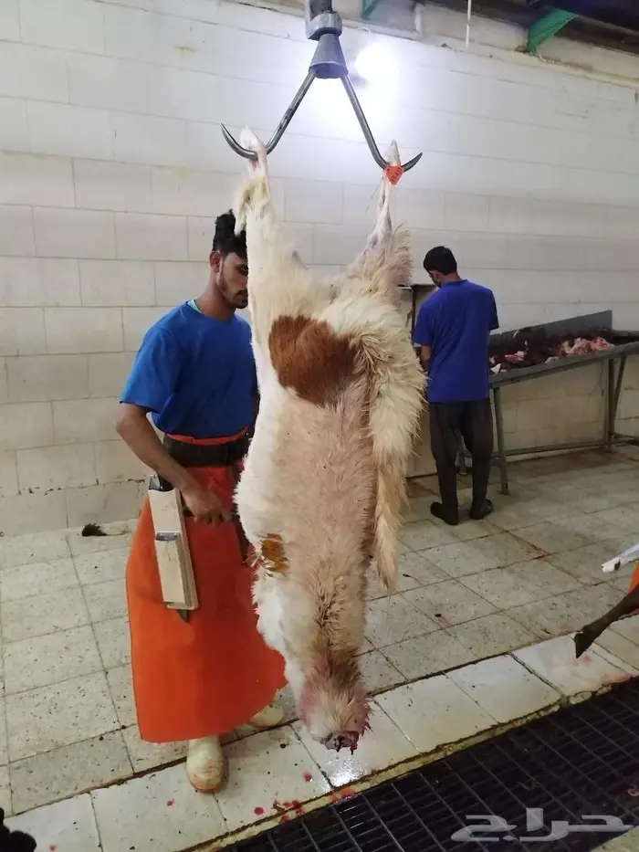 يوجد ذبايح سواكني تربايه 1