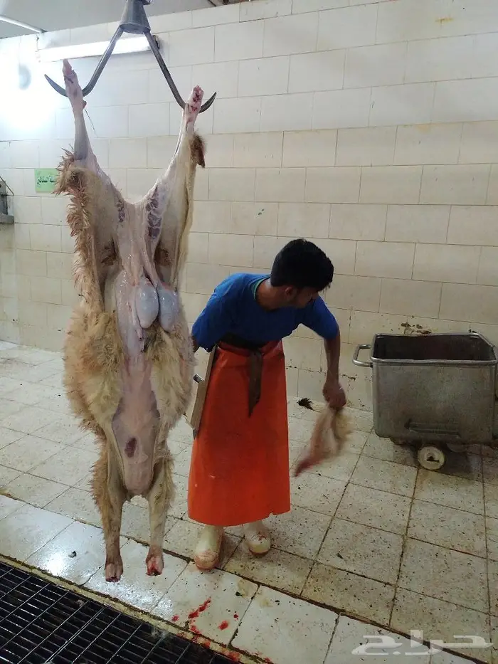 يوجد ذبايح سواكني تربايه 0