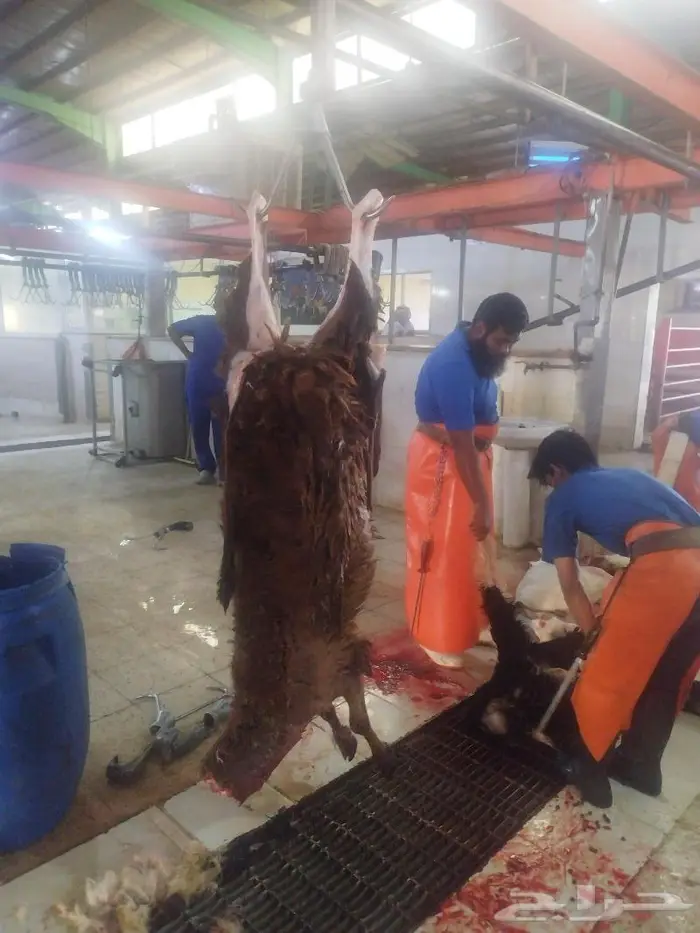 يوجد ذبايح سواكني تربايه 6