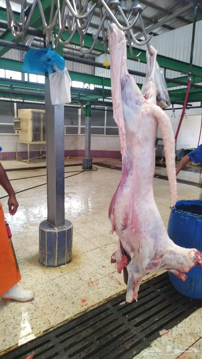 يوجد ذبايح سواكني تربايه 2