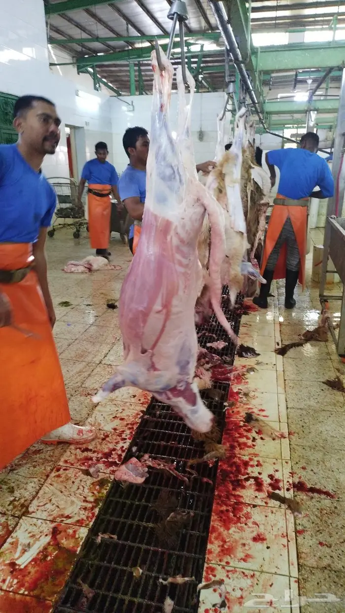 يوجد ذبايح سواكني تربايه 4