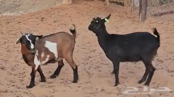 ام انثى الماعز القزم للانتاج امهات دفيع مقاريع على فحل ابيض 1