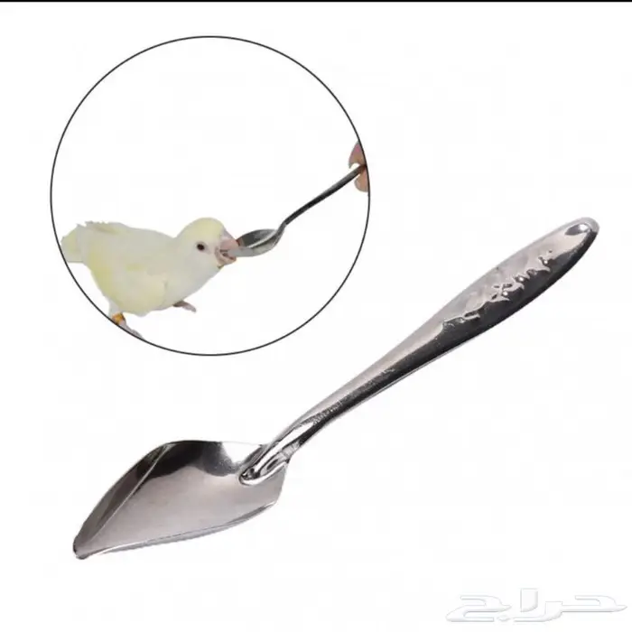 ملاعق غر للطيور جمله فقط 2