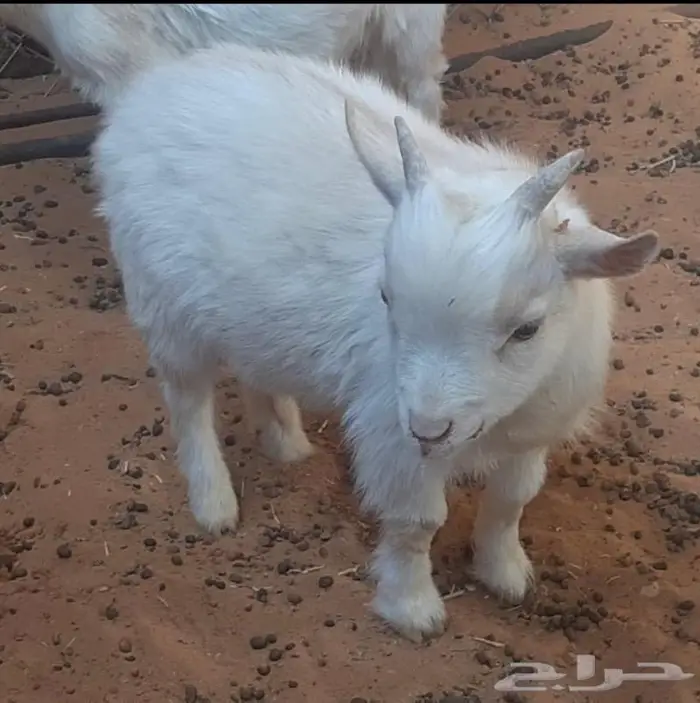 ام انثى الماعز القزم للانتاج امهات دفيع مقاريع على فحل ابيض 7