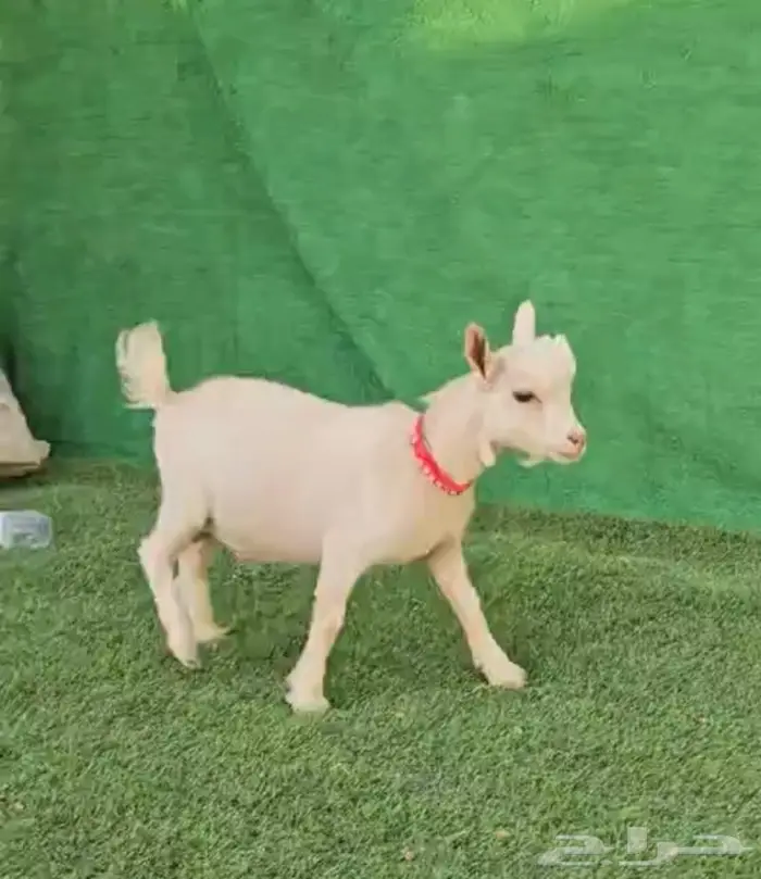 ام انثى الماعز القزم للانتاج امهات دفيع مقاريع على فحل ابيض 5