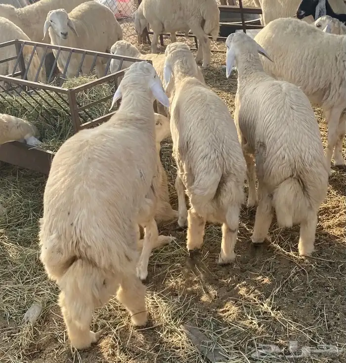 ذبايح حري ذبح توصيل لباب بيتك نضمن الجودة والنظافة 7