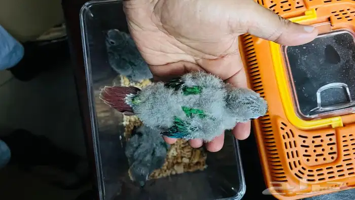 فروخ كنيور قرين عمر 30 يوم 0