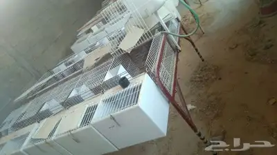 للبيع بطاريات ارنب 1