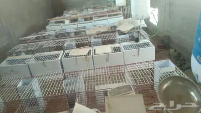 للبيع بطاريات ارنب 0