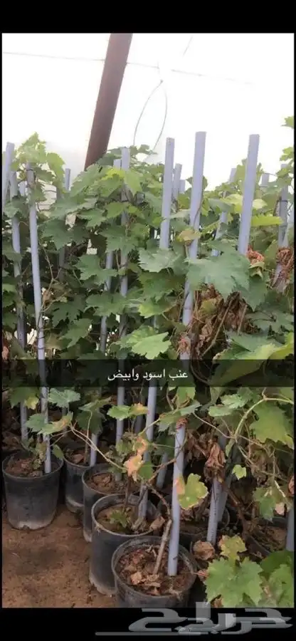 مزارع الجزيرة الخضراء 0