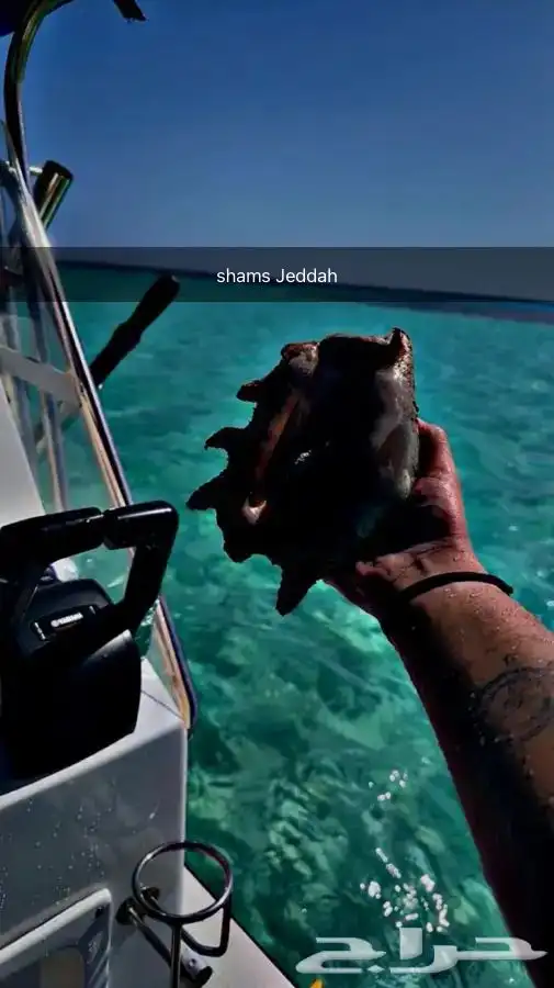 رجعنا عروض الصيف رحلات بحرية 56