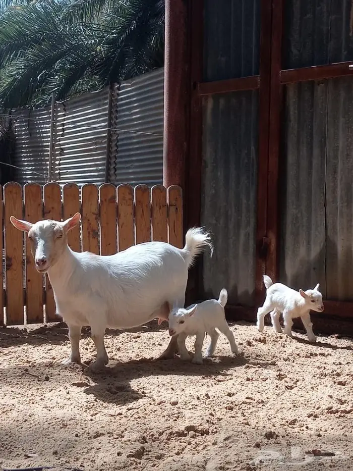 معزاء اقزام معزاء الماعز القزم ماما معزاء ماعز قزم ازواج جوز 16