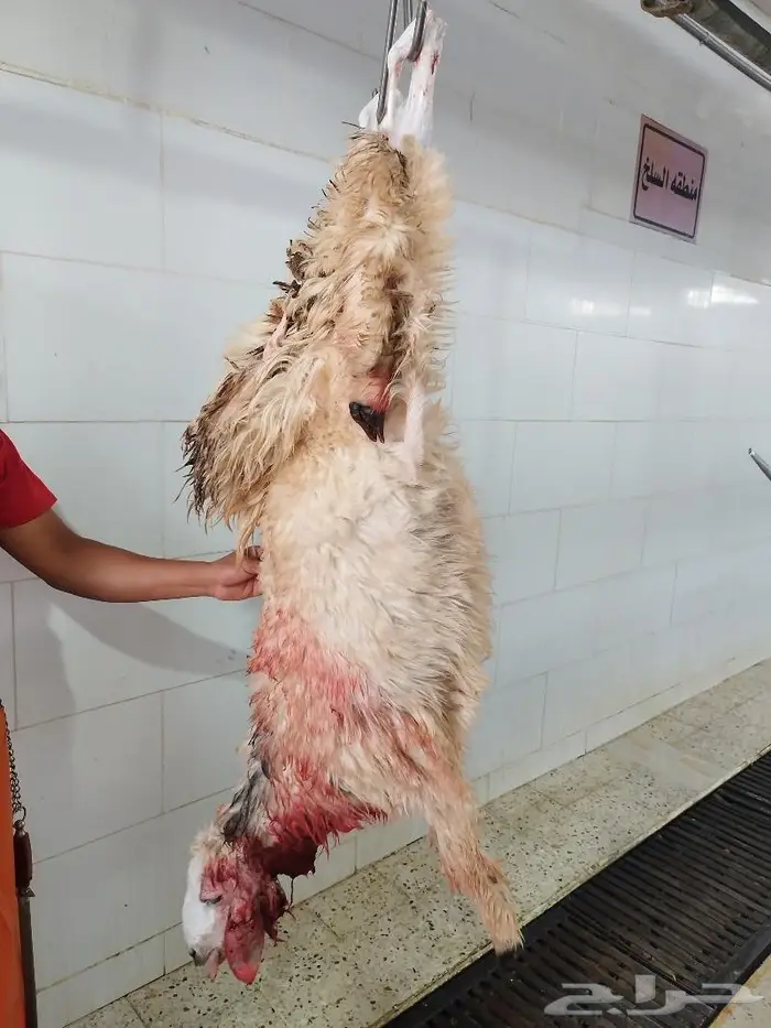 طليان نظيفه على الشرط 1