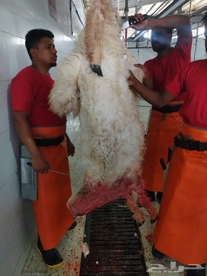 طليان نظيفه على الشرط 2