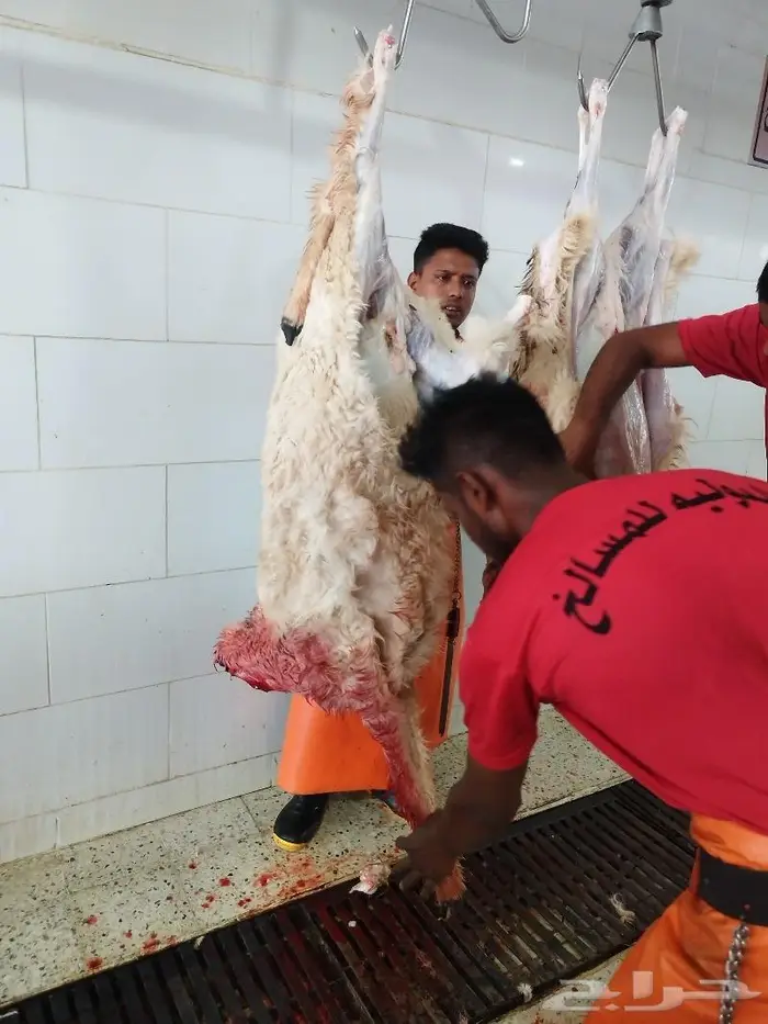 طليان نظيفه على الشرط 0