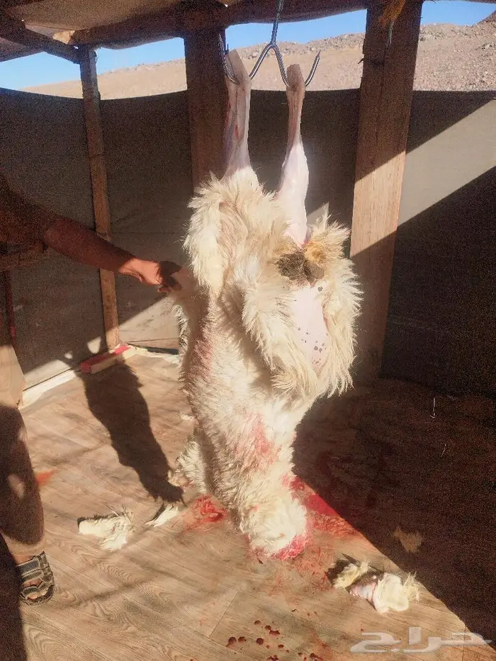 طليان نظيفه على الشرط 3