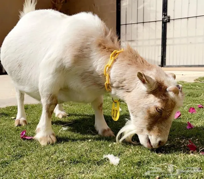 معزاء اقزام معزاء الماعز القزم ماما معزاء ماعز قزم ازواج جوز 9