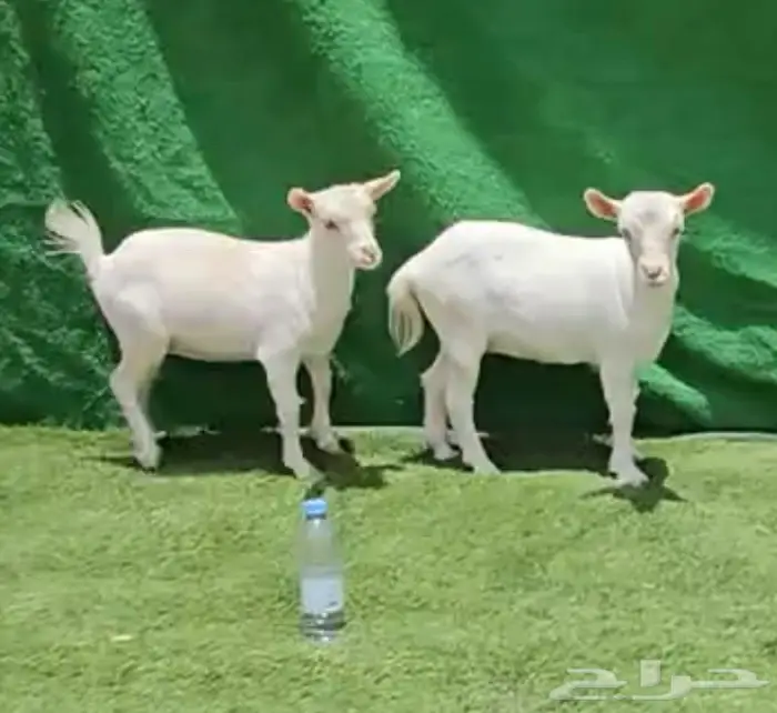 معزاء اقزام معزاء الماعز القزم ماما معزاء ماعز قزم ازواج جوز 1