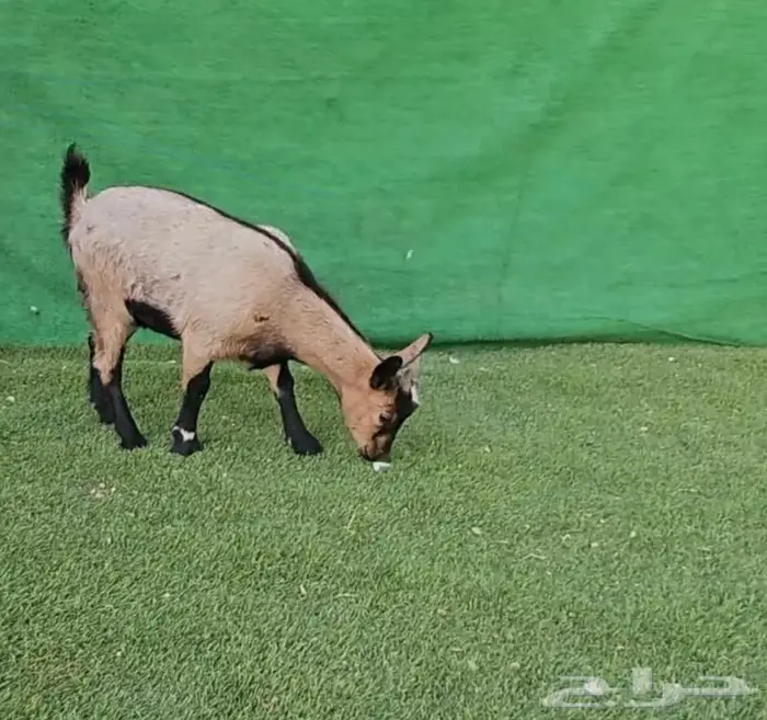 معزاء اقزام معزاء الماعز القزم ماما معزاء ماعز قزم ازواج جوز 20