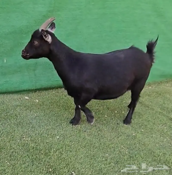 معزاء اقزام معزاء الماعز القزم ماما معزاء ماعز قزم ازواج جوز 21