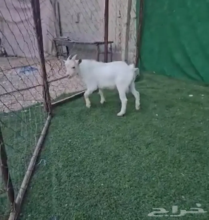 معزاء اقزام معزاء الماعز القزم ماما معزاء ماعز قزم ازواج جوز 4