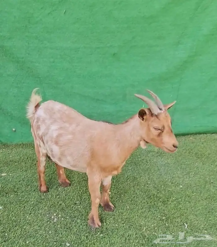 معزاء اقزام معزاء الماعز القزم ماما معزاء ماعز قزم ازواج جوز 10