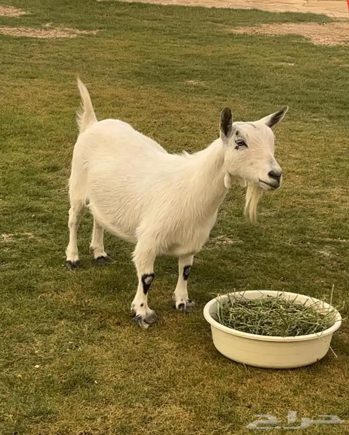 معزاء اقزام معزاء الماعز القزم ماما معزاء ماعز قزم ازواج جوز 15