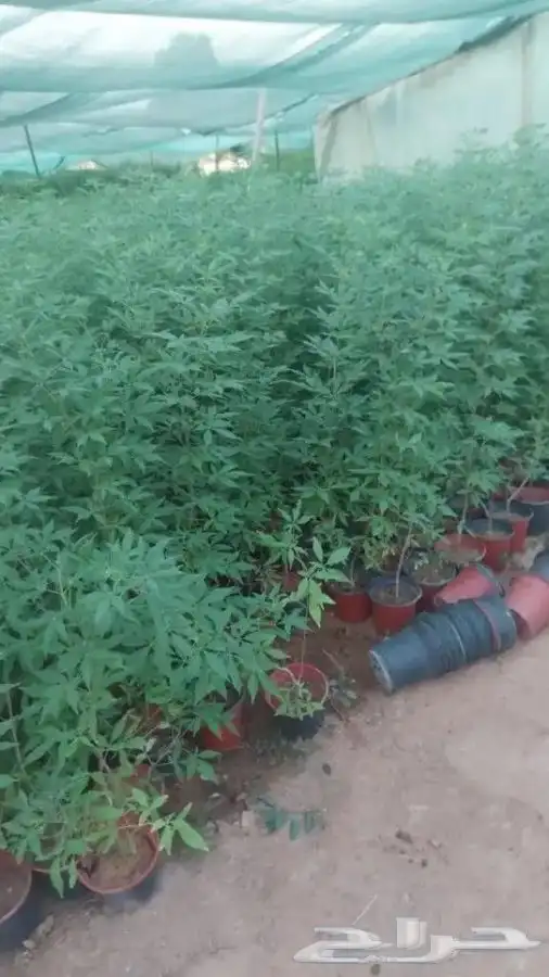 تركيب الثيل الطبيعي C2000 الفرنسي 9