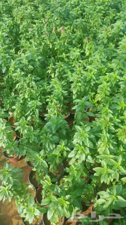 تركيب الثيل الطبيعي C2000 الفرنسي 13