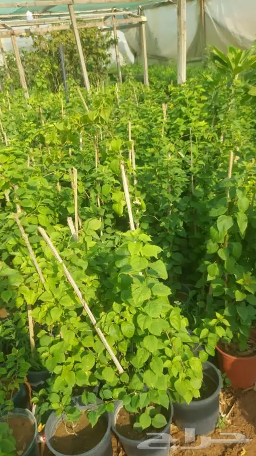تركيب الثيل الطبيعي C2000 الفرنسي 10
