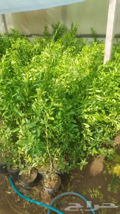 تركيب الثيل الطبيعي C2000 الفرنسي 11
