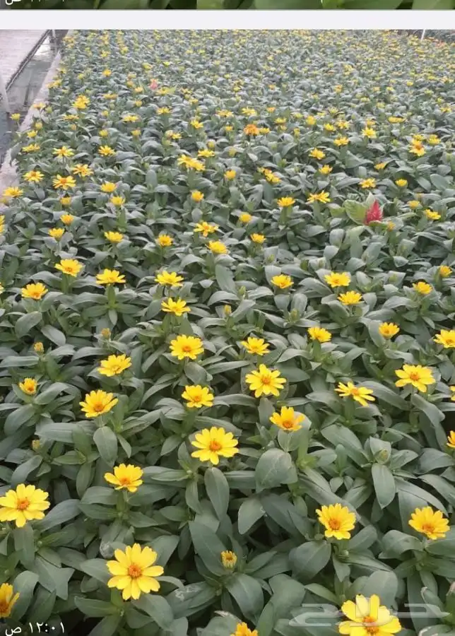 تركيب الثيل الطبيعي C2000 الفرنسي 16