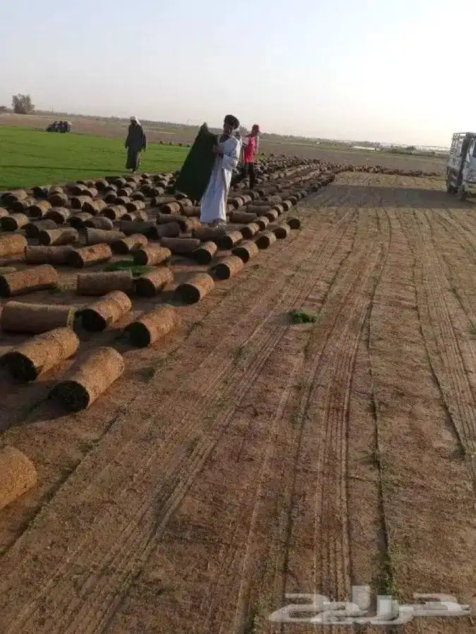 تركيب الثيل الطبيعي C2000 الفرنسي 3