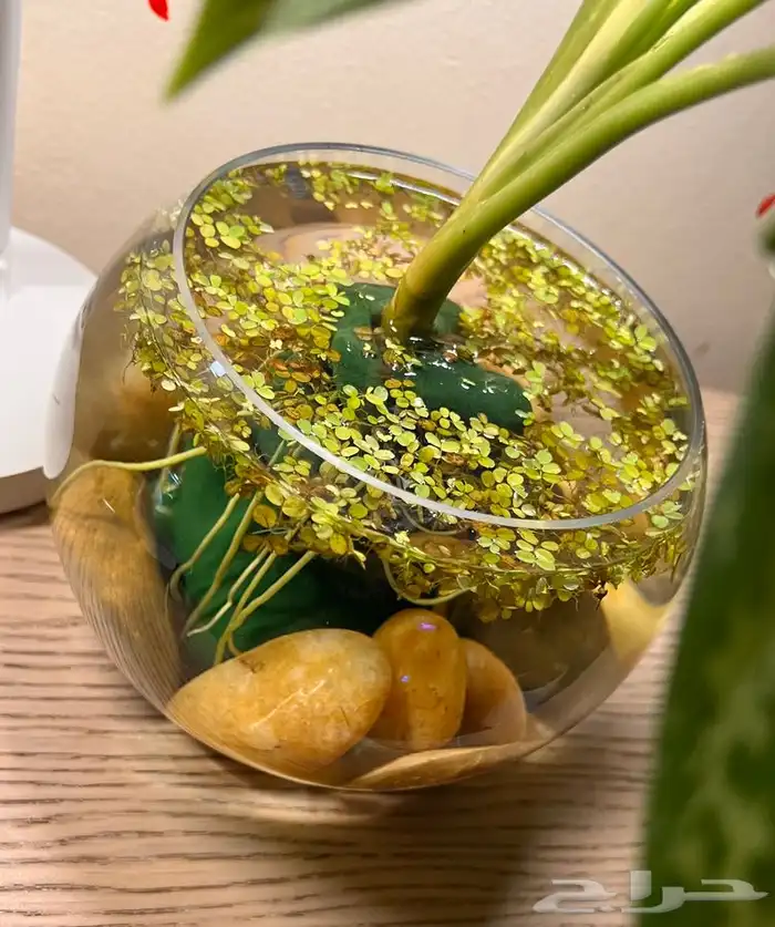 نباتات مائية منزلية 5