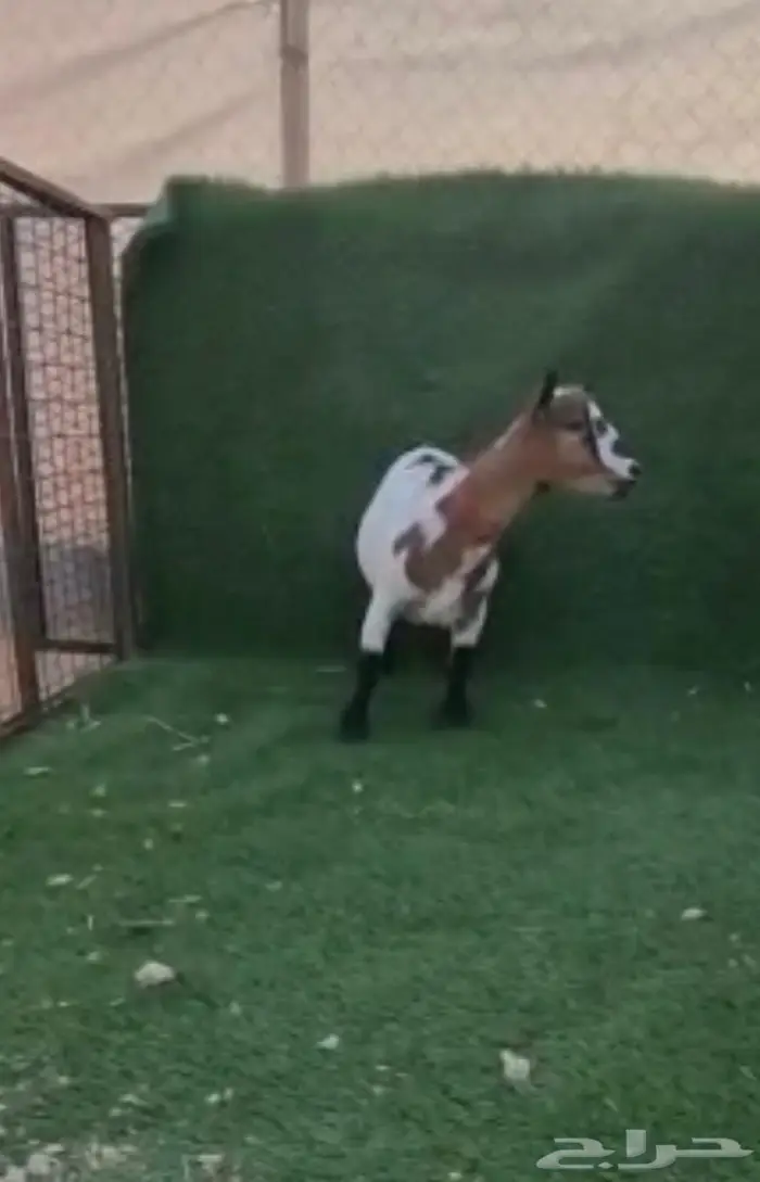 اثنى ماعز قزم معزاء الماعز القزم للانتاج جوز اثنى وذكر 12